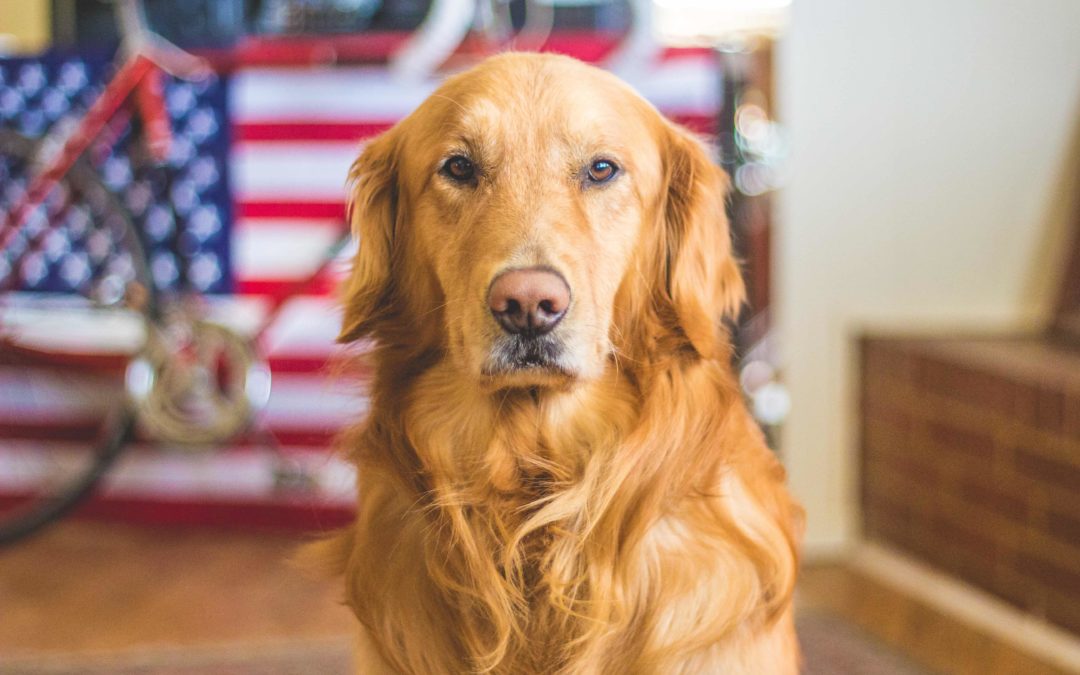 How To Keep Your Pet Calm On July 4th